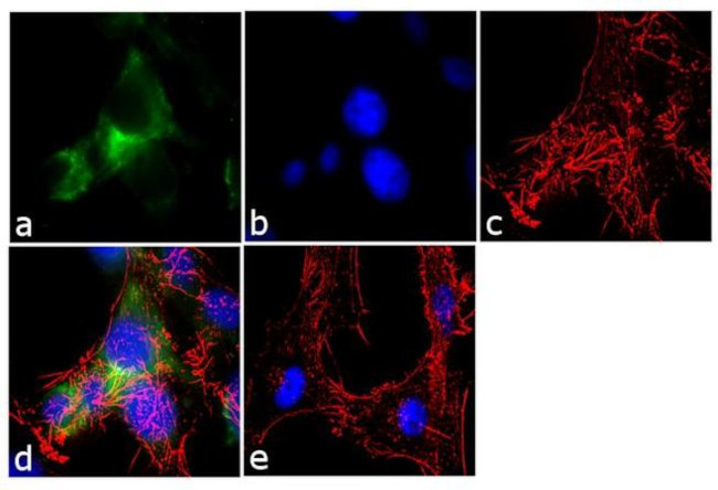 Ankyrin G Antibody in Immunocytochemistry (ICC/IF)