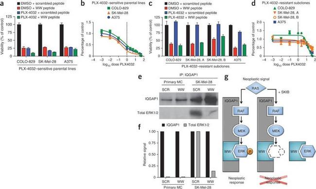 IQGAP1 Antibody in Immunoprecipitation (IP)