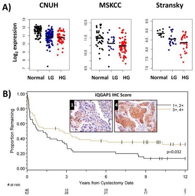 IQGAP1 Antibody in Immunohistochemistry (IHC)