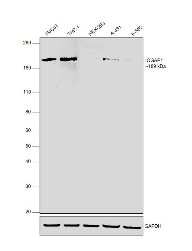 IQGAP1 Antibody in Western Blot (WB)