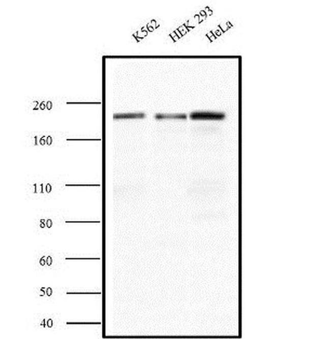 IQGAP1 Antibody in Western Blot (WB)