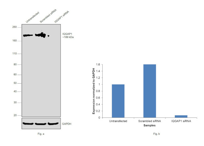 IQGAP1 Antibody