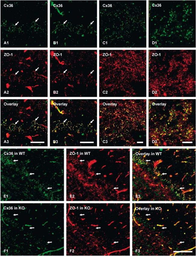 Connexin 36 Antibody in Immunohistochemistry (IHC)