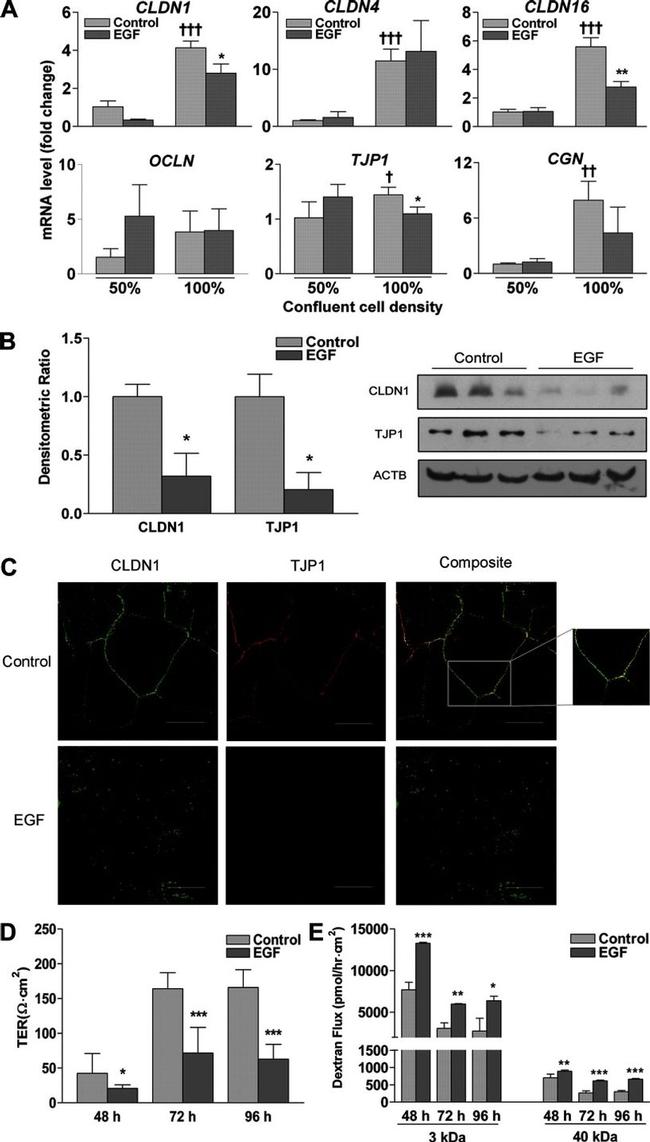 Claudin 1 Antibody in Western Blot, Immunocytochemistry (WB, ICC/IF)