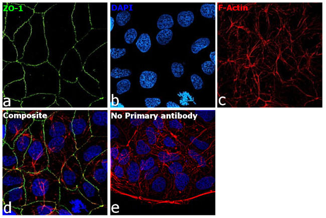 ZO-1 Antibody in Immunocytochemistry (ICC/IF)