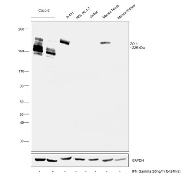 ZO-1 Antibody in Western Blot (WB)