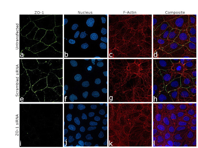 ZO-1 Antibody in Immunocytochemistry (ICC/IF)