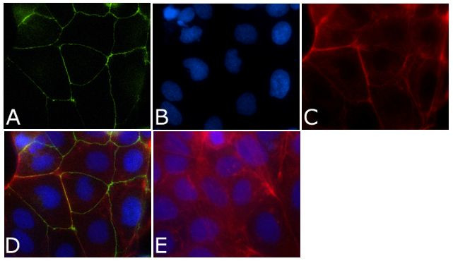 ZO-1 Antibody in Immunocytochemistry (ICC/IF)