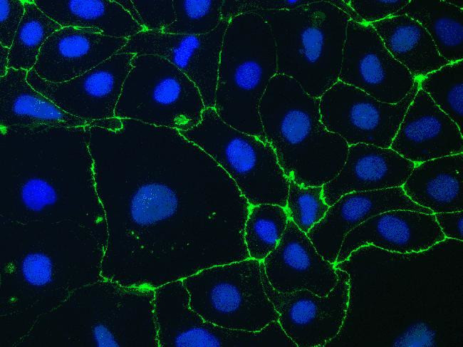 ZO-1 Antibody in Immunocytochemistry (ICC/IF)