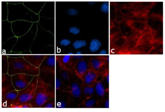 ZO-1 Antibody in Immunocytochemistry (ICC/IF)