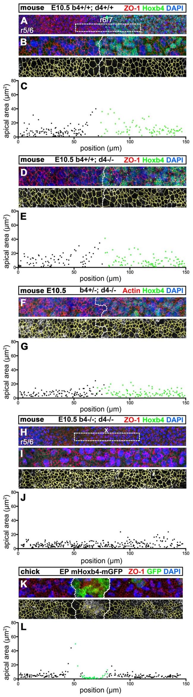 ZO-1 Antibody in Immunohistochemistry (IHC)