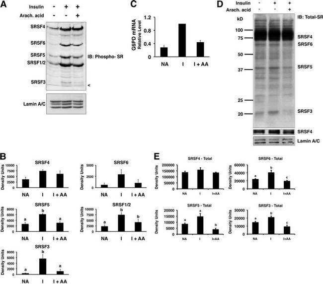 SRSF3 Antibody in Western Blot (WB)