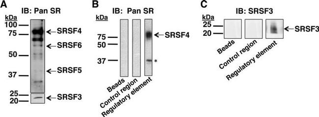 SRSF3 Antibody in Western Blot (WB)