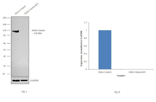 delta Catenin Antibody