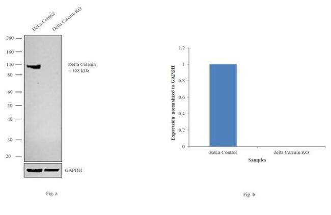 delta Catenin Antibody in Western Blot (WB)