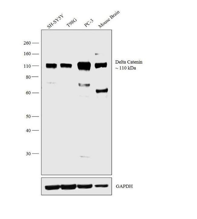 delta Catenin Antibody in Western Blot (WB)