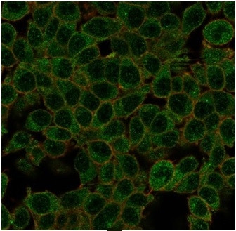 ID1 (Inhibitor of DNA-binding) (Transcription Factor) Antibody in Immunocytochemistry (ICC/IF)