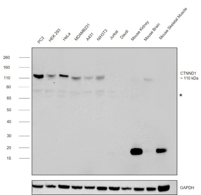 delta Catenin Antibody