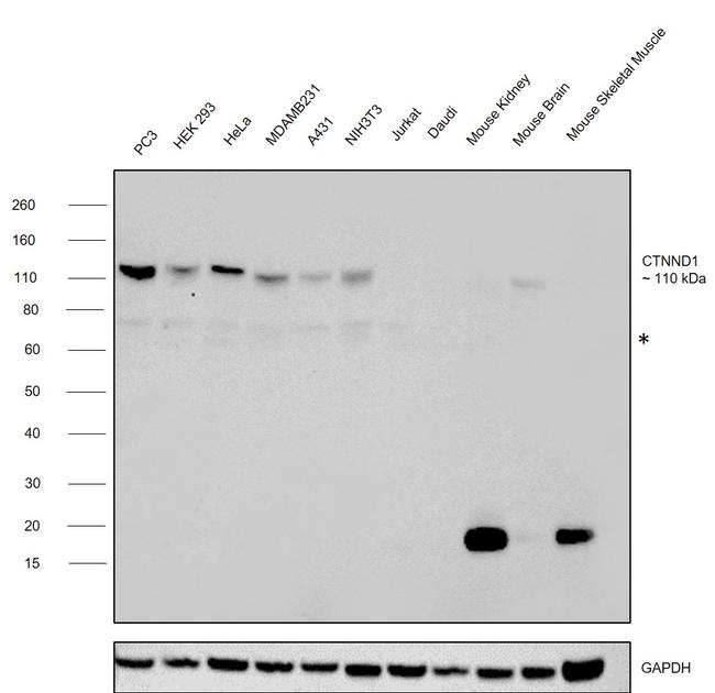 delta Catenin Antibody in Western Blot (WB)