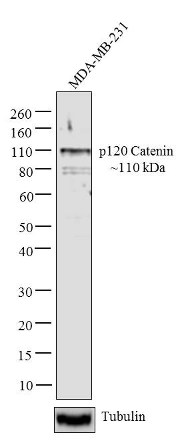 delta Catenin Antibody in Western Blot (WB)