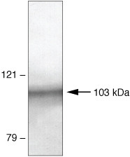 PSD93 Antibody in Western Blot (WB)