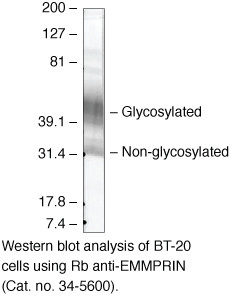 CD147 Antibody in Western Blot (WB)