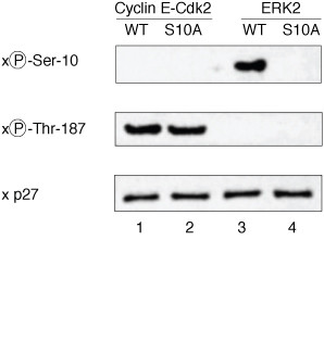 Phospho-p27 Kip1 (Ser10) Antibody in Western Blot (WB)