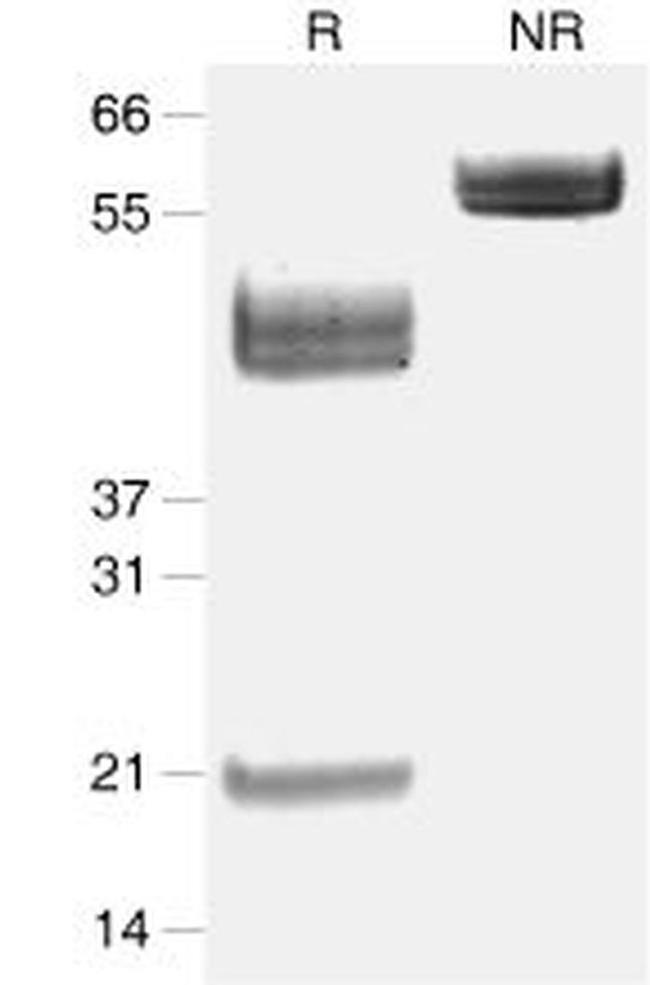 Mouse IL-23 (Carrier-Free) Protein in Western Blot (WB)
