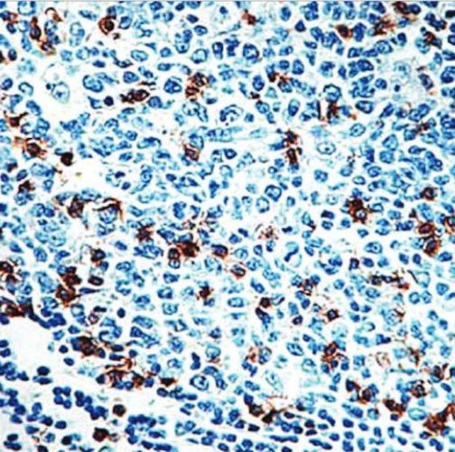 CD57 Antibody in Immunohistochemistry (Paraffin) (IHC (P))