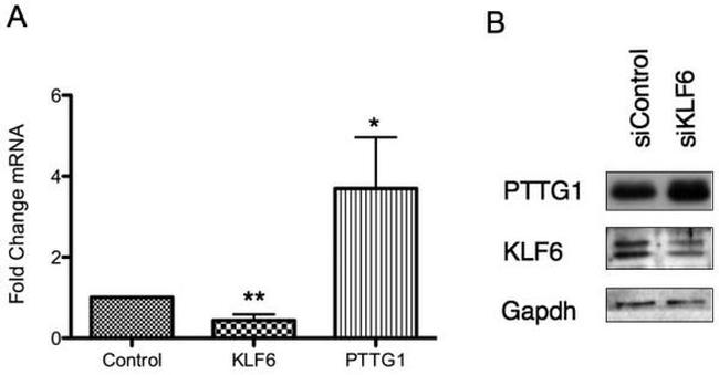 Securin Antibody in Western Blot (WB)