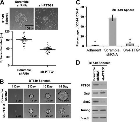 Securin Antibody in Flow Cytometry (Flow)