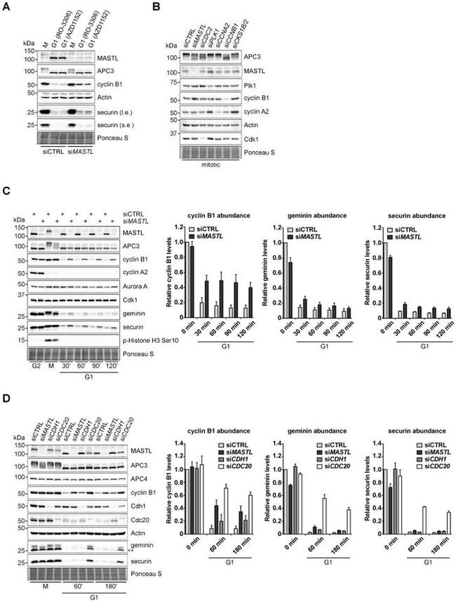 Securin Antibody in Western Blot (WB)