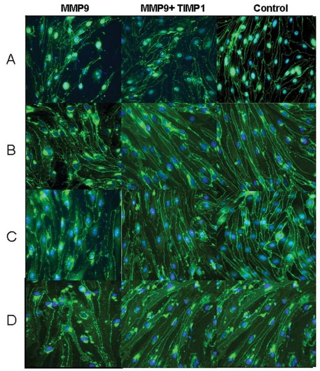 ZO-1 Antibody in Immunocytochemistry (ICC/IF)