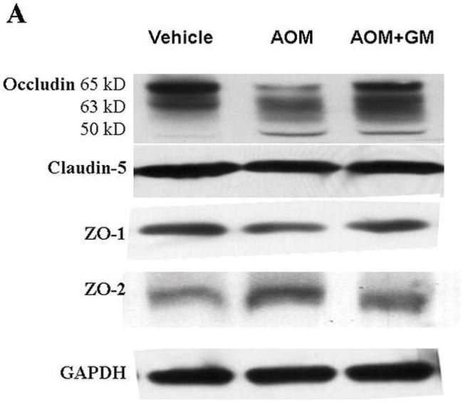 ZO-1 Antibody in Western Blot (WB)