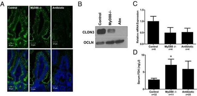 Claudin 3 Antibody in Western Blot, Immunohistochemistry (WB, IHC)