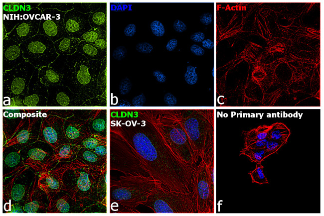 Claudin 3 Antibody in Immunocytochemistry (ICC/IF)