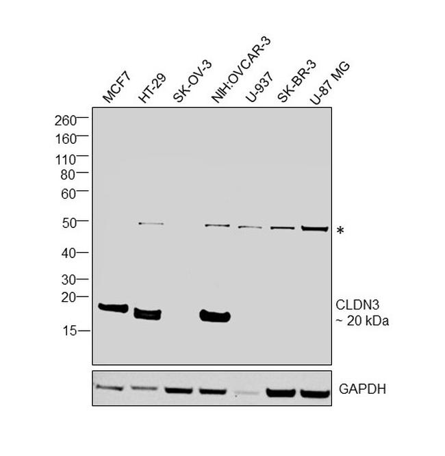 Claudin 3 Antibody in Western Blot (WB)