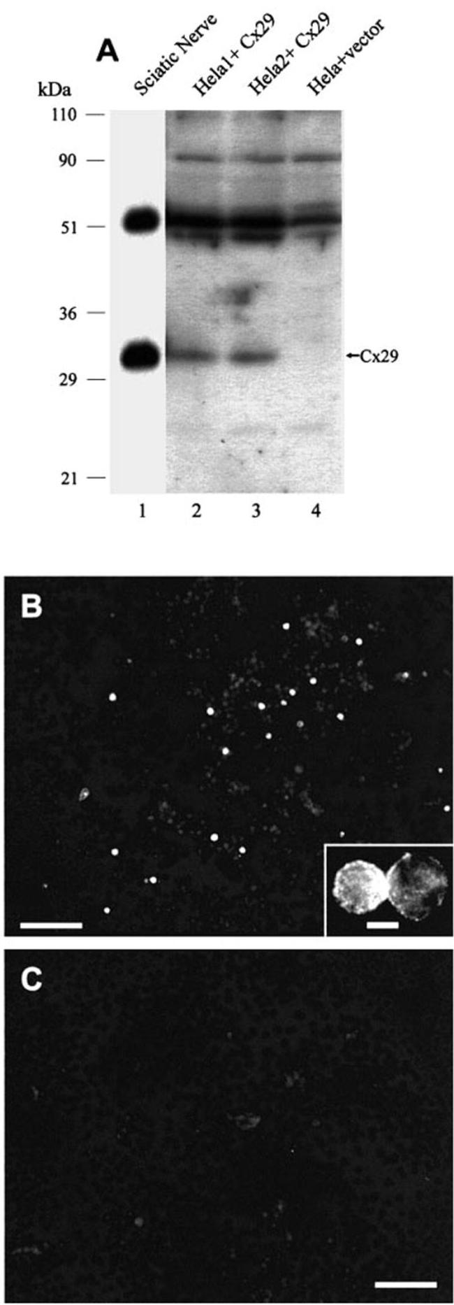 Connexin 29 Antibody in Western Blot, Immunocytochemistry (WB, ICC/IF)