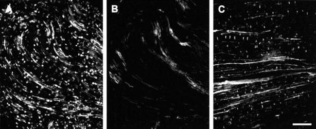 Connexin 29 Antibody in Immunohistochemistry (IHC)