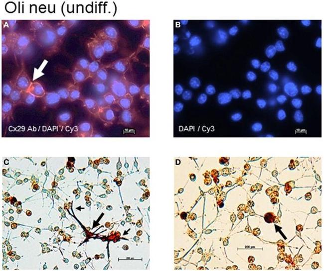 Connexin 29 Antibody in Immunocytochemistry (ICC/IF)