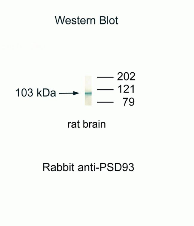 PSD93 Antibody in Western Blot (WB)