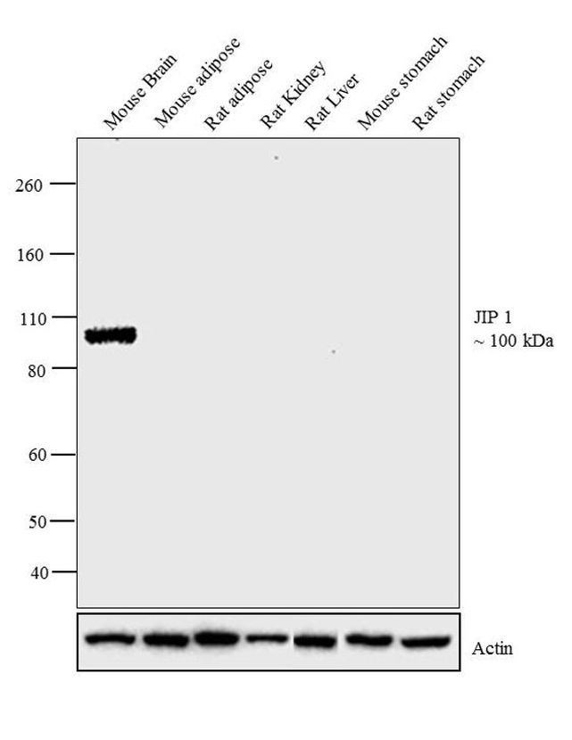 JIP1 Antibody