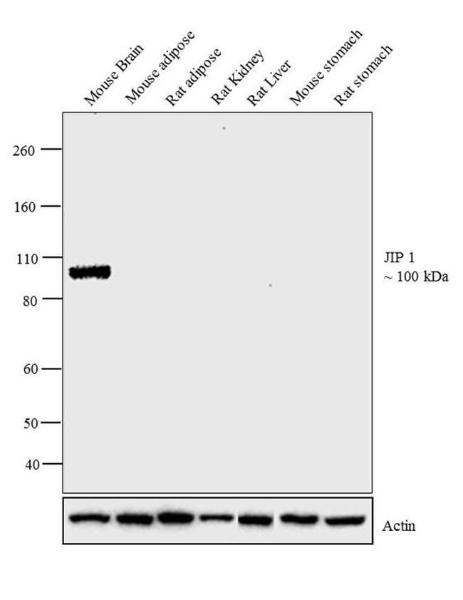 JIP1 Antibody in Western Blot (WB)