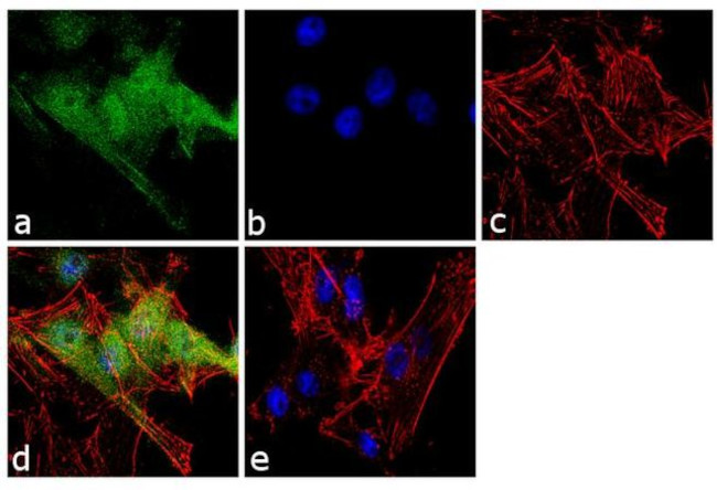 JIP1 Antibody in Immunocytochemistry (ICC/IF)