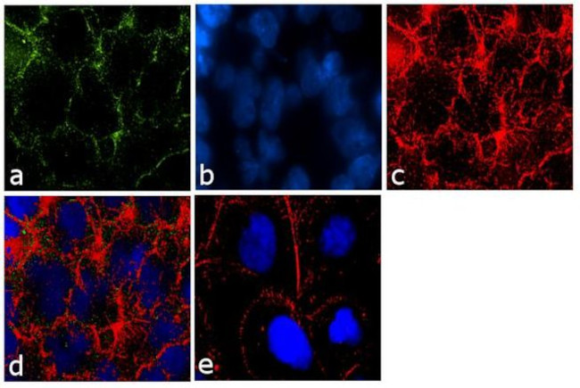 Claudin 16 Antibody in Immunocytochemistry (ICC/IF)