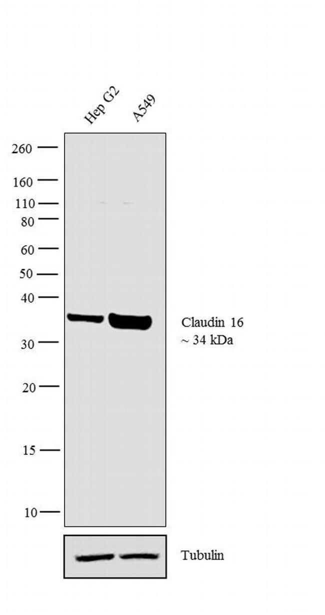 Claudin 16 Antibody in Western Blot (WB)