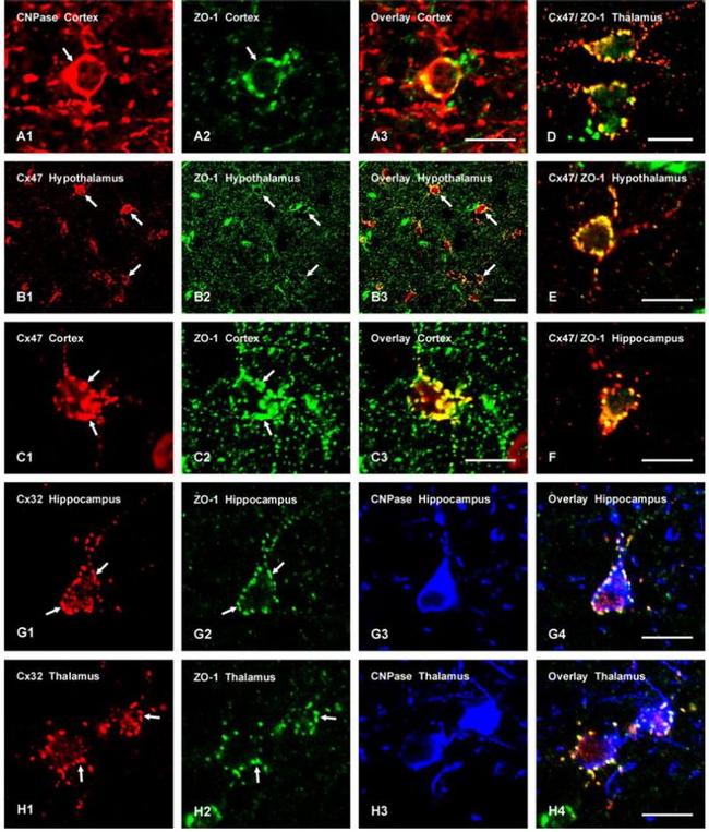 Connexin 32 Antibody in Immunocytochemistry (ICC/IF)