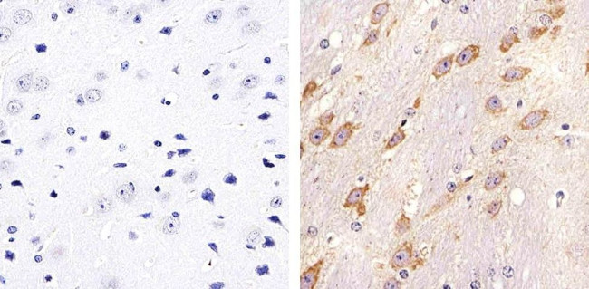 Connexin 32 Antibody in Immunohistochemistry (Paraffin) (IHC (P))