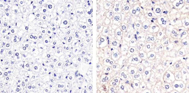 Connexin 32 Antibody in Immunohistochemistry (Paraffin) (IHC (P))