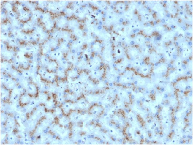 Apolipoprotein D/APOD Antibody in Immunohistochemistry (Paraffin) (IHC (P))